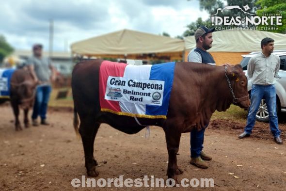 La gran campeona Belmont Red, categoría Diente de Leche 12 a 14 meses de edad criada y expuesta por Ganadera La Blanca S.A., en el desfile de campeones de las diversas especies y razas. (Foto: Diego Lozano para Ideas del Norte Consultora Publicitaria).