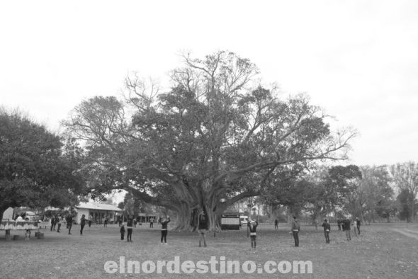 El premio al árbol más grande del Paraguay se lo llevó un guapoy de Paso Barreto, Departamento de Concepción, postulado por Paul Robinson, quien según comentó que el árbol posiblemente tendría una antigüedad de quinientos años. (Foto: Diario Última Hora).