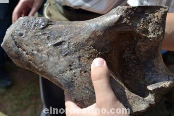 La Secretaría Nacional de Cultura Confirmó hallazgo de fósil a 25 kilómetros de la ciudad de Concepción