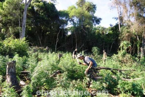 Hallan plantación de marihuana en Parque Nacional Serranía San Luis del departamento de Concepción