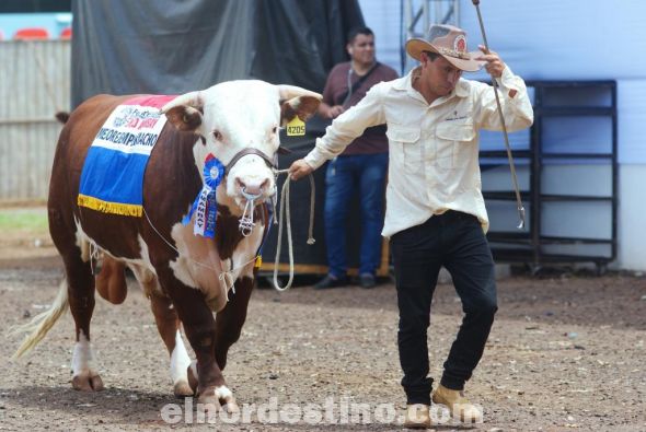 Se conocen los campeones de las razas bovinas y caprinas de la Feria Internacional Expo Amambay 2018