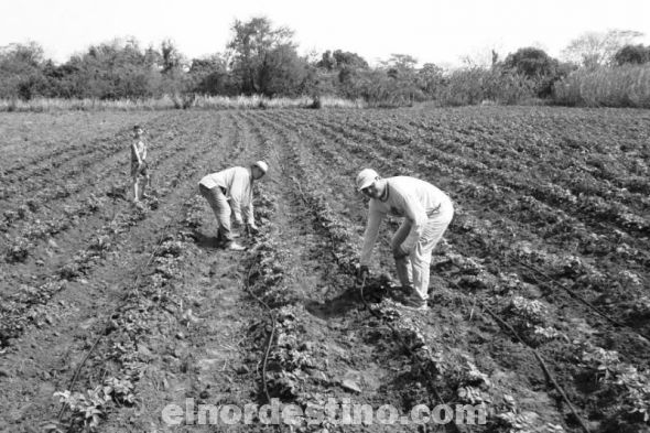 Agricultores de Concepción iniciaron las tareas de promoción del cultivo de papa y cebolla con sistema de irrigación
