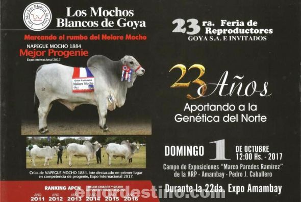 Gran remate de toros y vaquillas de la raza Nelore Mocho el próximo domingo en la XXII Expo Amambay