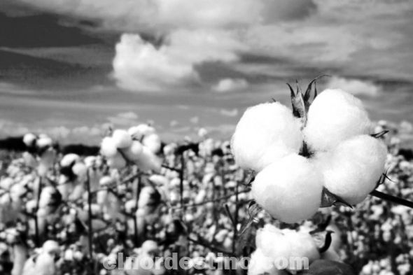Campesinos de la Asociación de Productores del Norte cultivaron cien hectáreas de algodón en Horqueta
