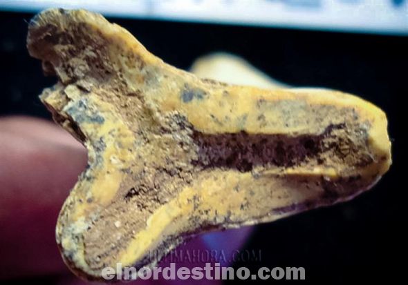 El próximo jueves extraerán fósil de perezoso gigante en Vallemí