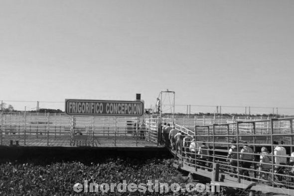 Puerto ganadero del Frigorífico Concepción permitirá transportar dos mil bovinos al día