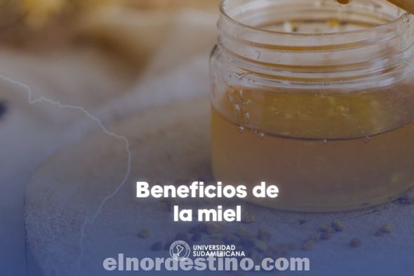 La miel ha sido usada durante siglos tanto en la cocina como remedio natural, destaca Universidad Sudamericana