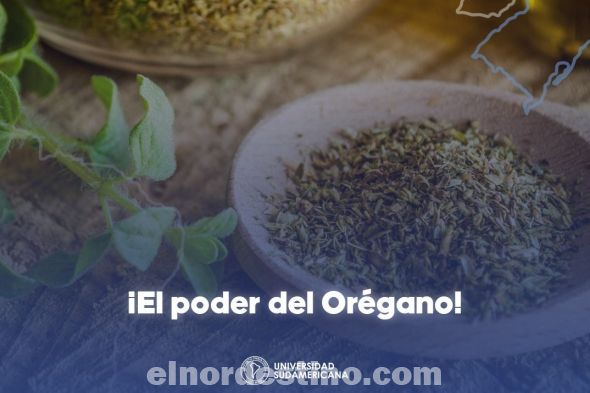 Beneficios, propiedades y valor nutricional del orégano, un aderezo que Universidad Sudamericana recomienda consumir
