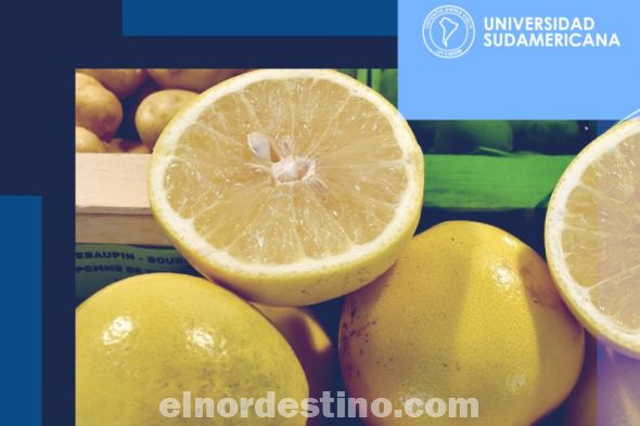El pomelo es uno de los cítricos apreciados por sus cualidades beneficiosas para la salud, destaca Universidad Sudamericana