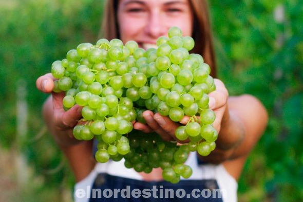 Aunque usted no lo crea: la uva es una fruta que aporta muchos beneficios a la salud porque es rica en antioxidantes