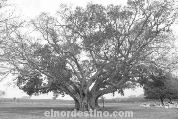 El árbol más grande del Paraguay es un guapo’y, tiene unos quinientos años; está en Paso Barreto, Departamento de Concepción 